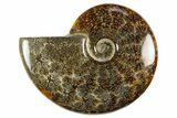 Polished Cretaceous Ammonite (Cleoniceras) Fossil - Madagascar #303964-1